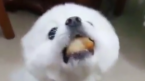 QQ截图20171031151112.png